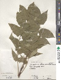 Ailanthus altissimus image