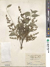 Ailanthus altissimus image