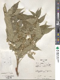 Ailanthus altissimus image