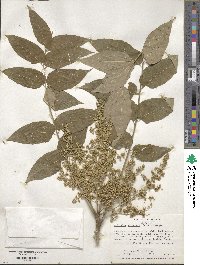 Ailanthus altissimus image