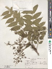 Ailanthus altissimus image