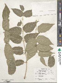 Ailanthus altissimus image