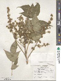 Ailanthus altissimus image