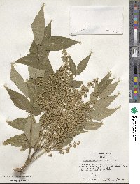 Ailanthus altissimus image