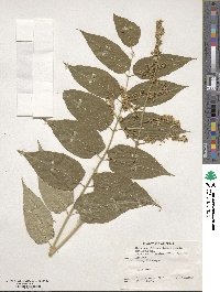 Ailanthus altissimus image