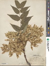 Ailanthus altissimus image