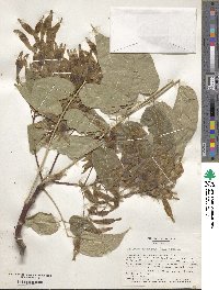 Ailanthus altissimus image