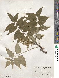 Ailanthus altissimus image