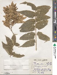 Ailanthus altissimus image