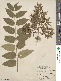 Ailanthus altissimus image