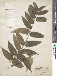 Ailanthus altissimus image