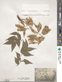 Ailanthus altissimus image