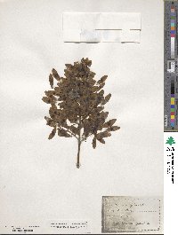 Ailanthus altissimus image