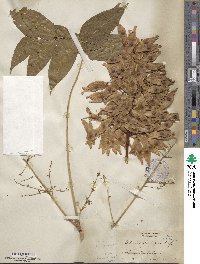 Ailanthus altissimus image