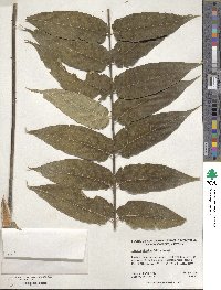 Ailanthus altissimus image