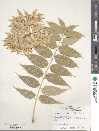 Ailanthus altissimus image