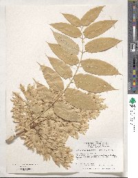 Ailanthus altissimus image