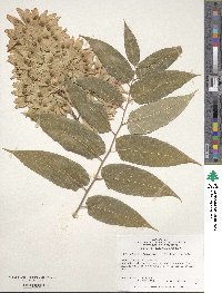 Ailanthus altissimus image