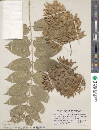 Ailanthus altissimus image