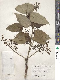 Ailanthus altissimus image