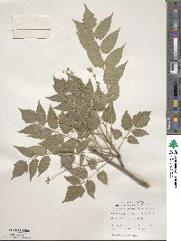 Ailanthus altissimus image