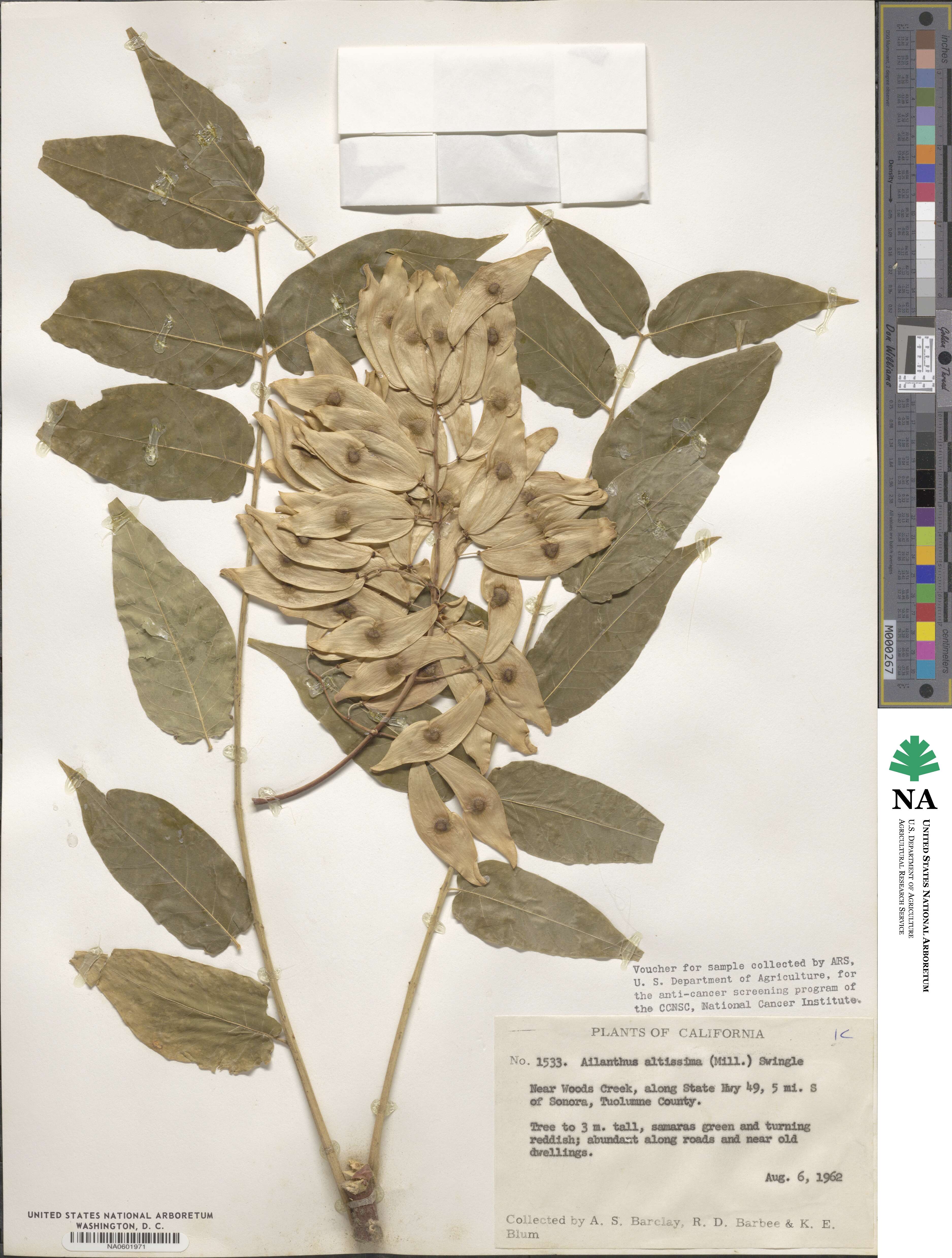 Ailanthus altissimus image