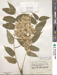 Ailanthus altissimus image