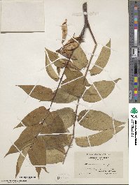 Ailanthus altissimus image