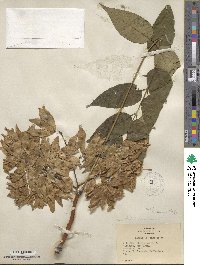 Ailanthus altissimus image