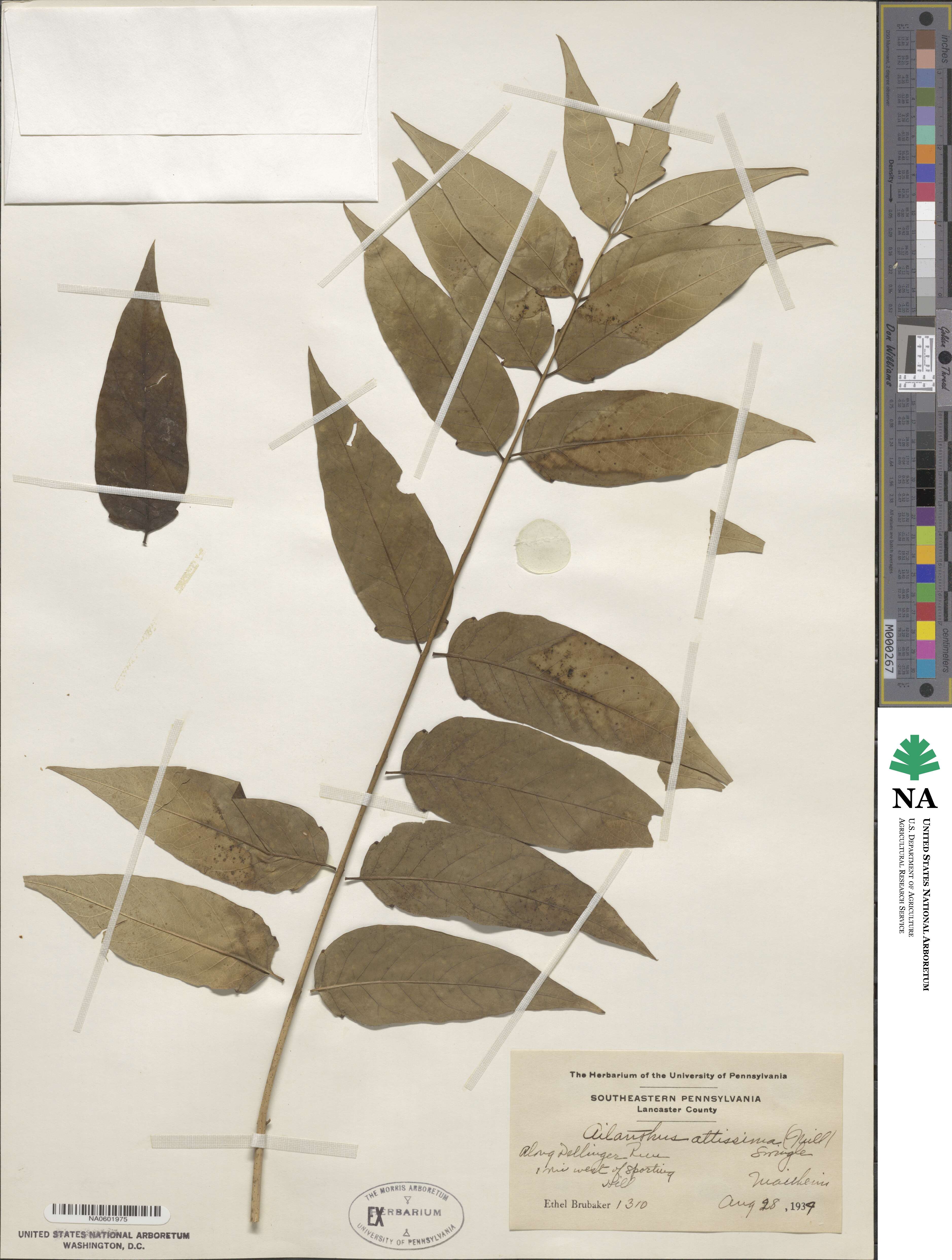 Ailanthus altissimus image