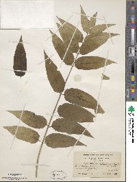 Ailanthus altissimus image