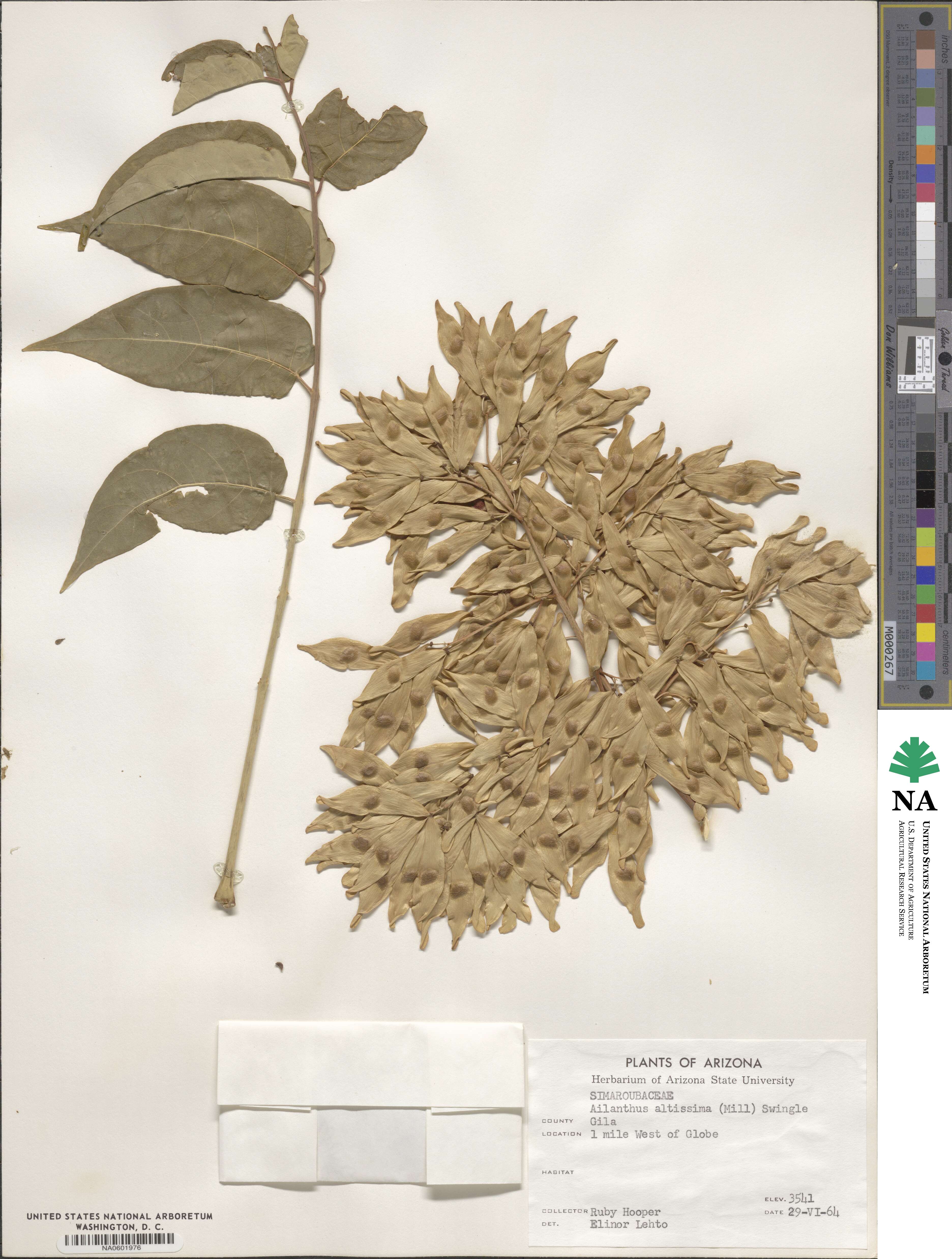 Ailanthus altissimus image