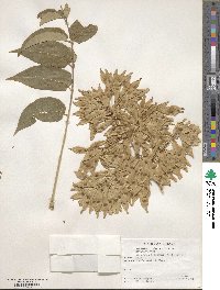 Ailanthus altissimus image