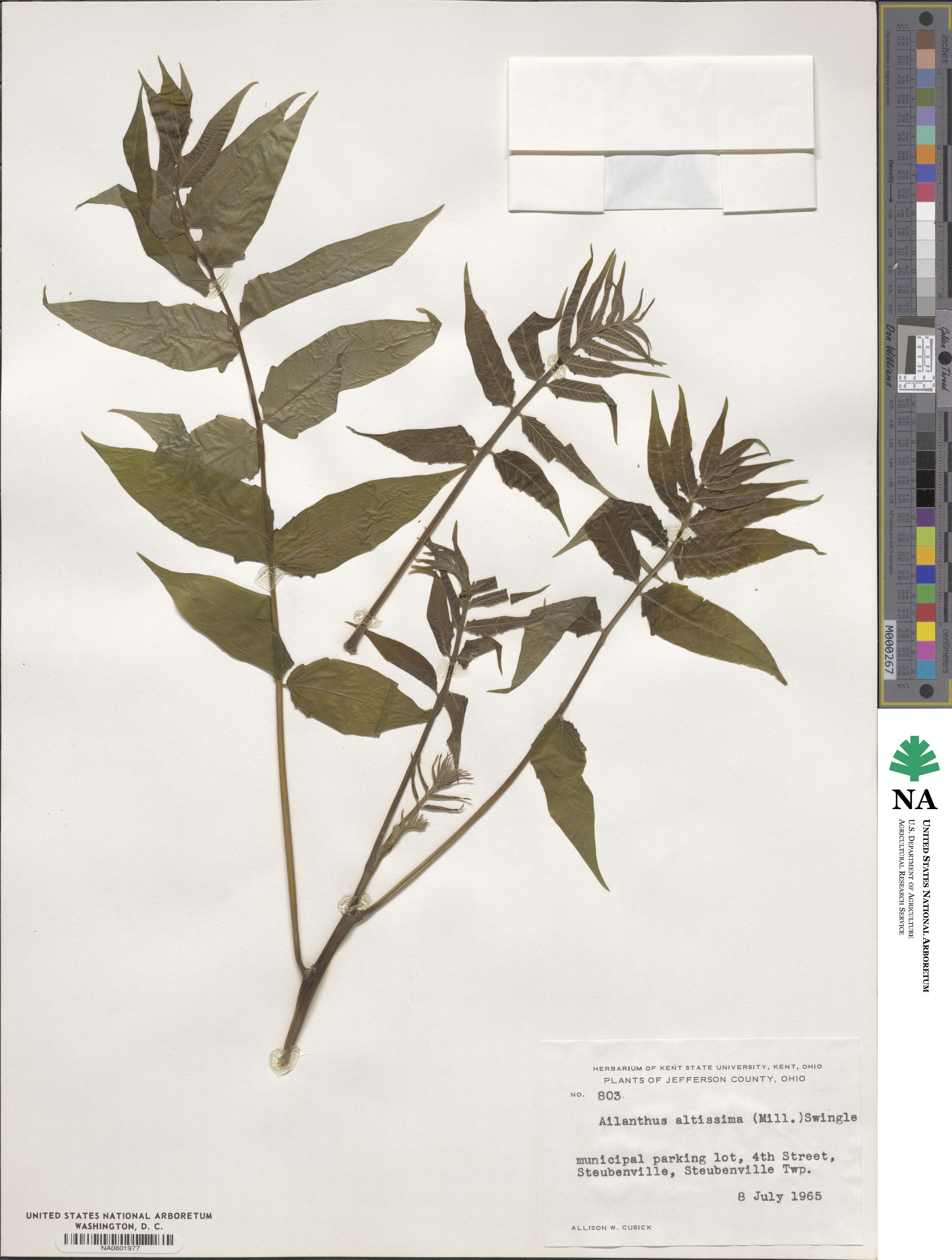 Ailanthus altissimus image