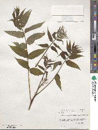 Ailanthus altissimus image