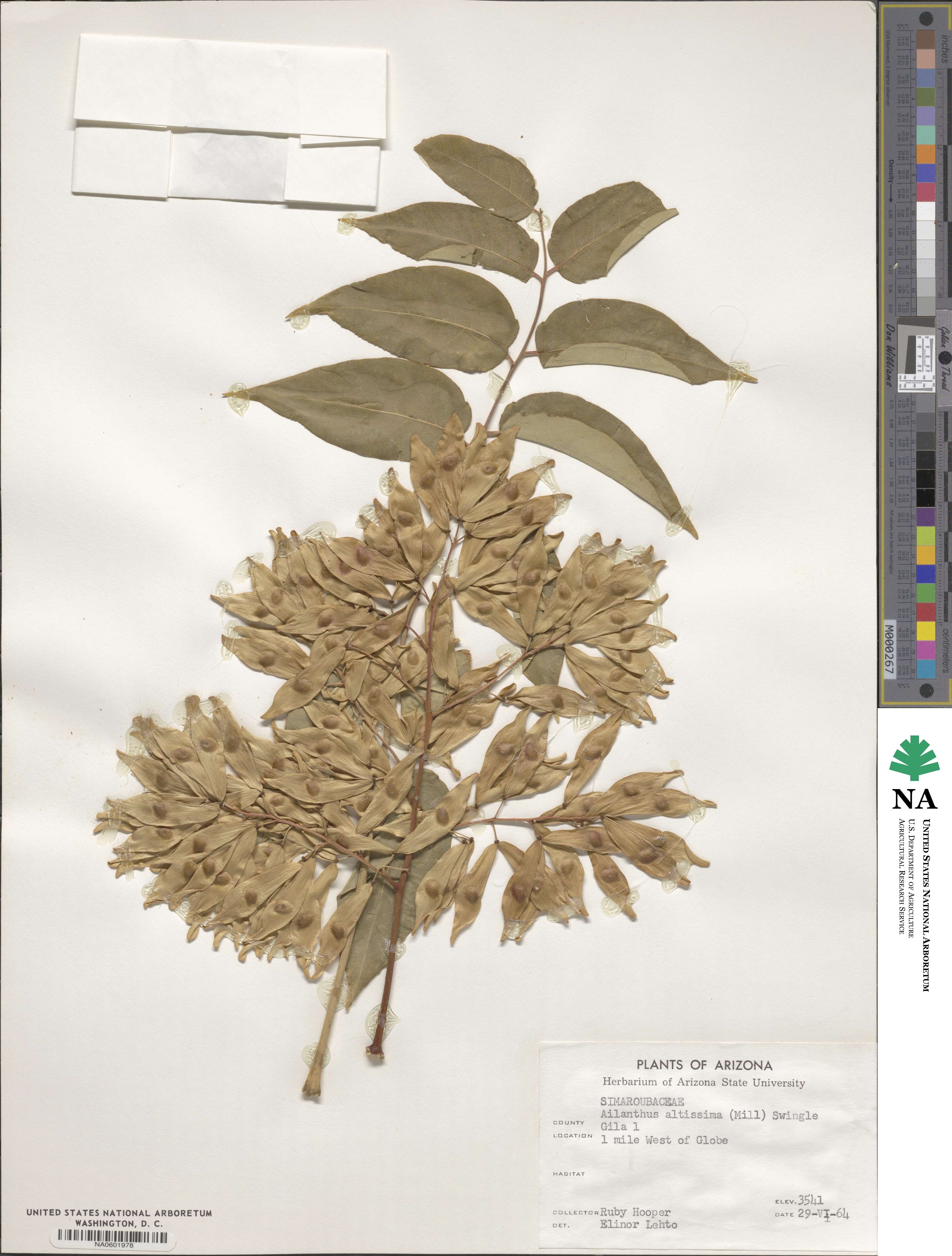 Ailanthus altissimus image