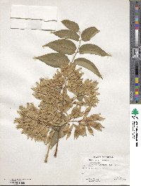 Ailanthus altissimus image