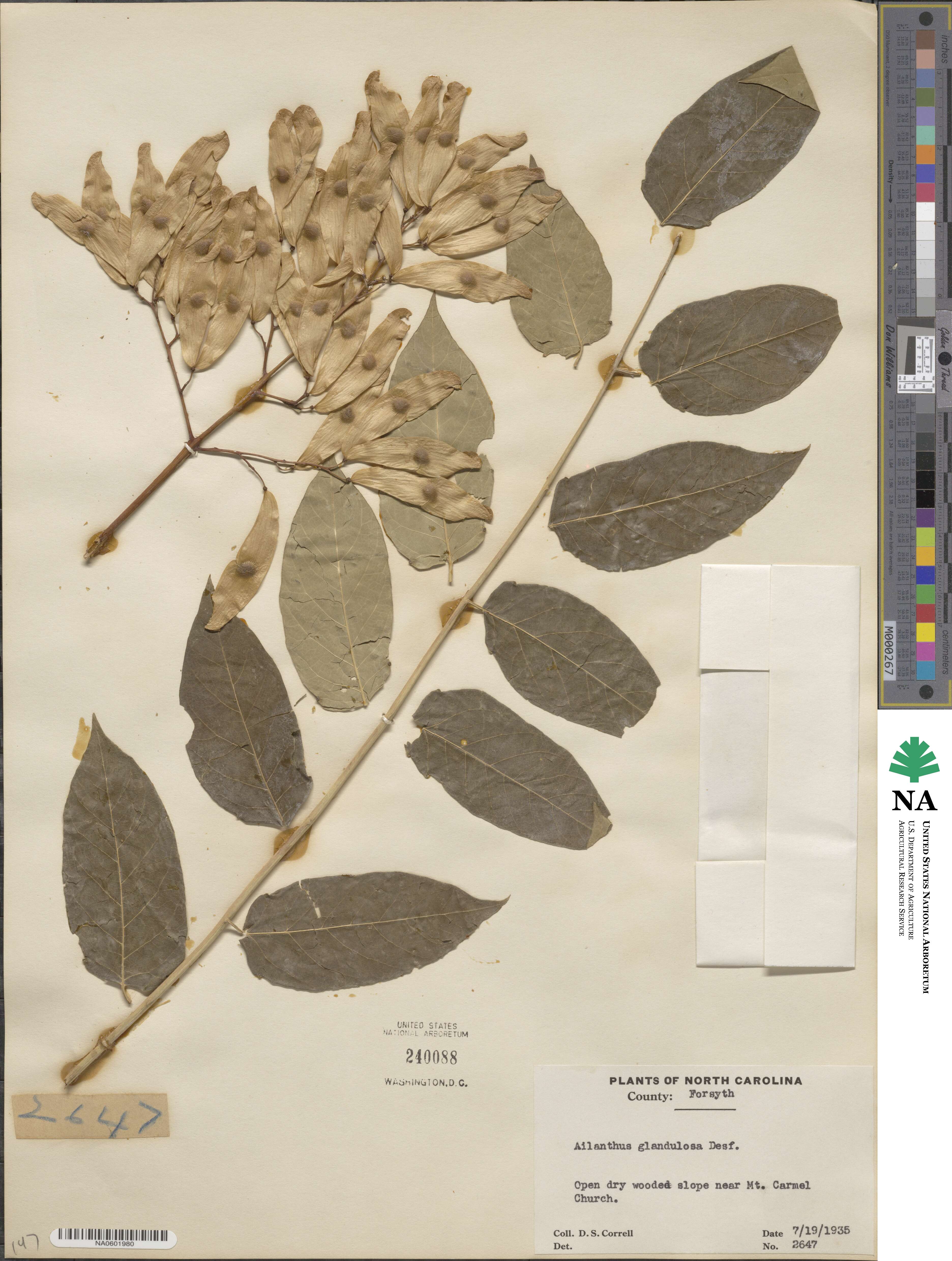 Ailanthus altissima image