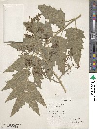 Ailanthus excelsa image