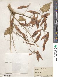 Ailanthus excelsa image