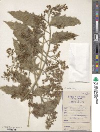 Ailanthus excelsa image