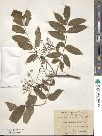 Picrasma quassioides image