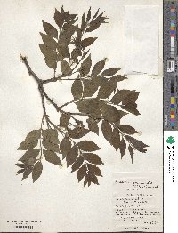 Picrasma quassioides image