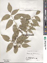 Picrasma quassioides image