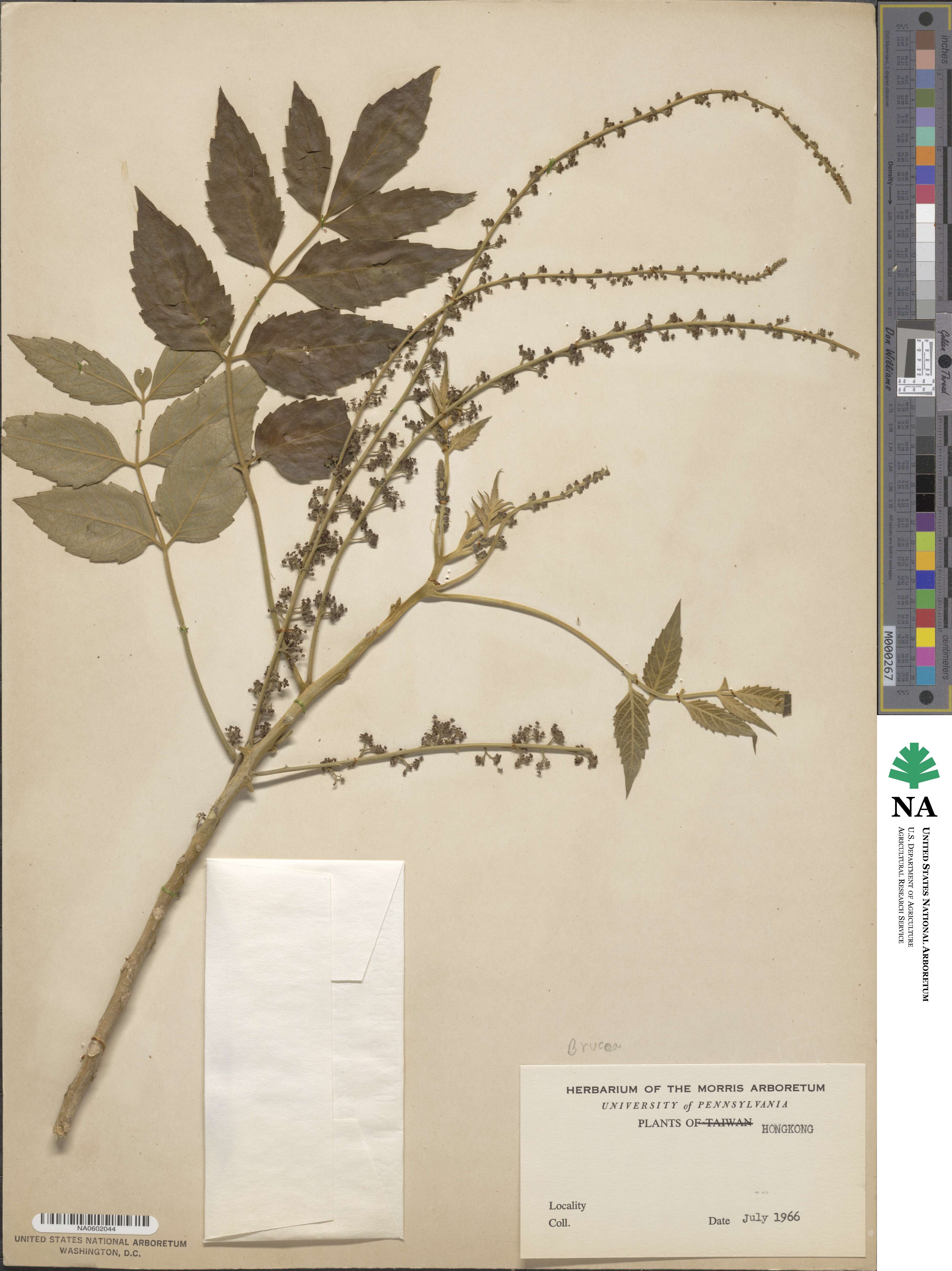 Brucea javanica image