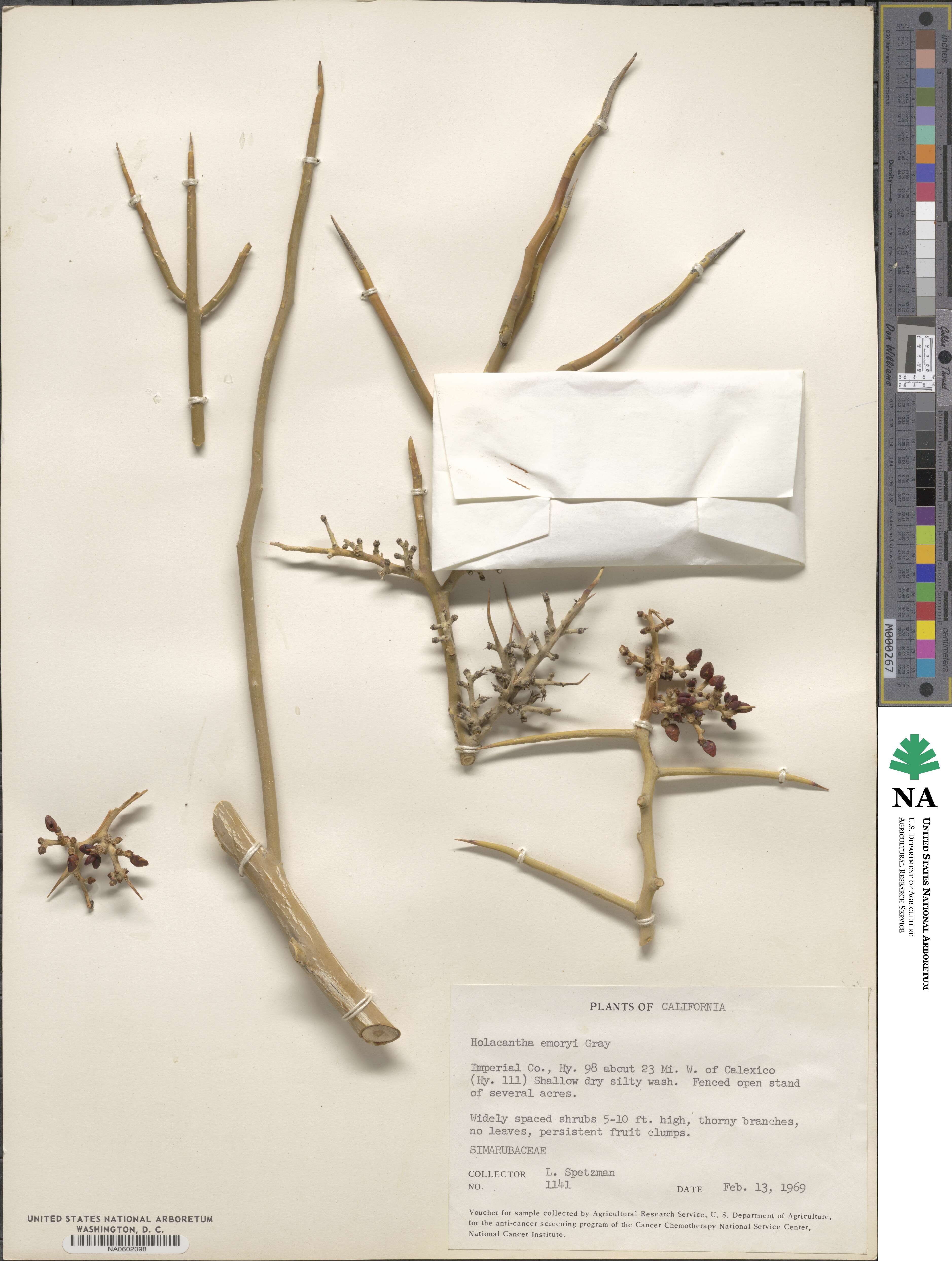 Holacantha emoryi image