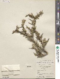 Castela erecta subsp. texana image