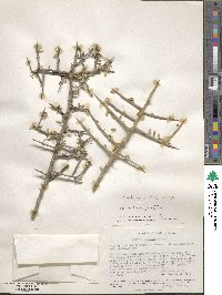 Castela erecta subsp. texana image