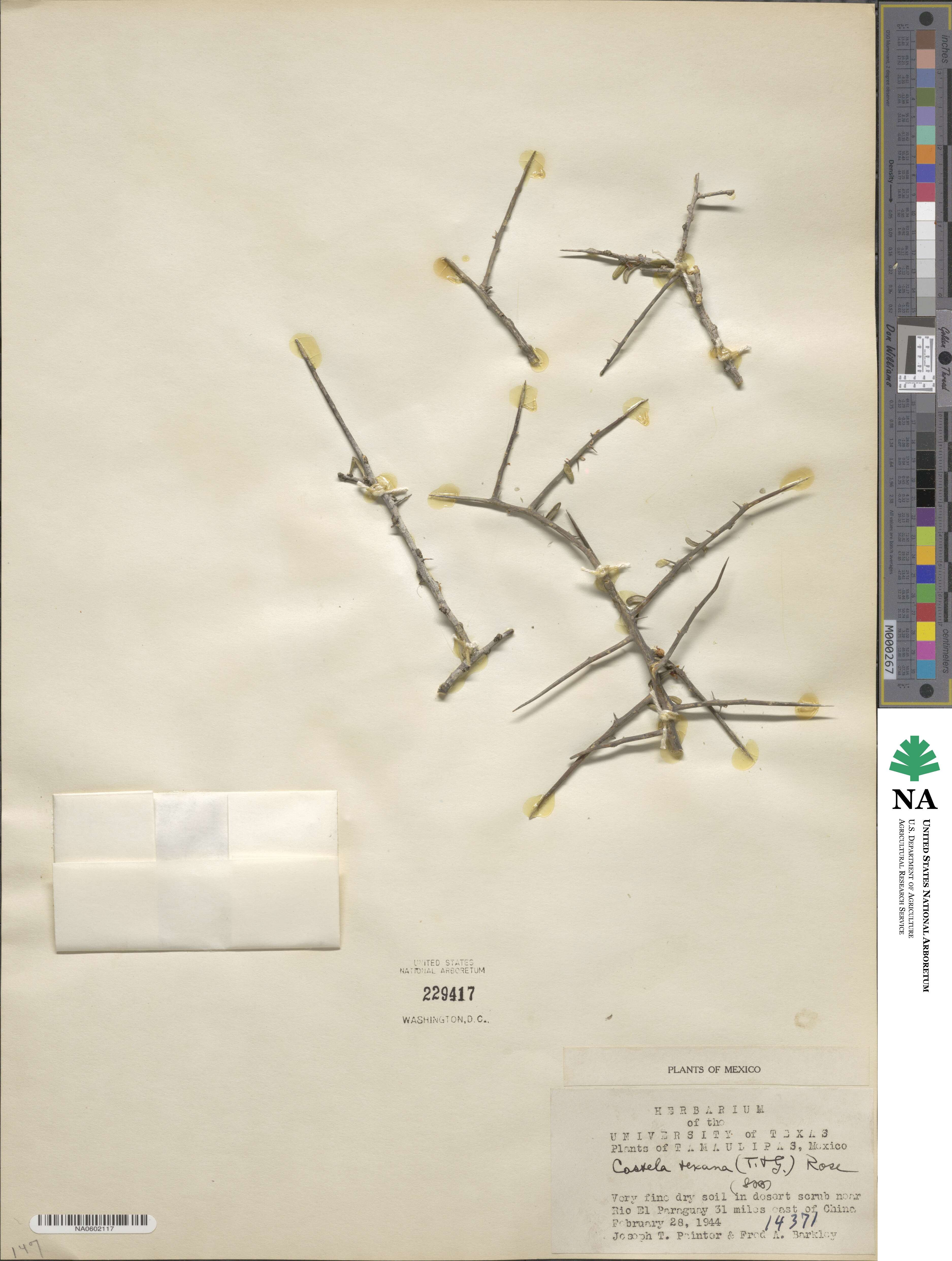 Castela erecta subsp. texana image