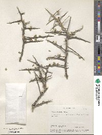 Castela erecta subsp. texana image